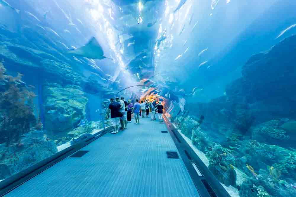 พิพิธภัณฑ์สัตว์น้ำ Dubai Mall Aquarium