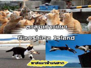 ตะลุยเกาะแมว Ainoshima Island ทาสแมวห้ามพลาด