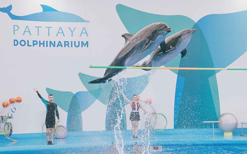 dolphinarium pattaya